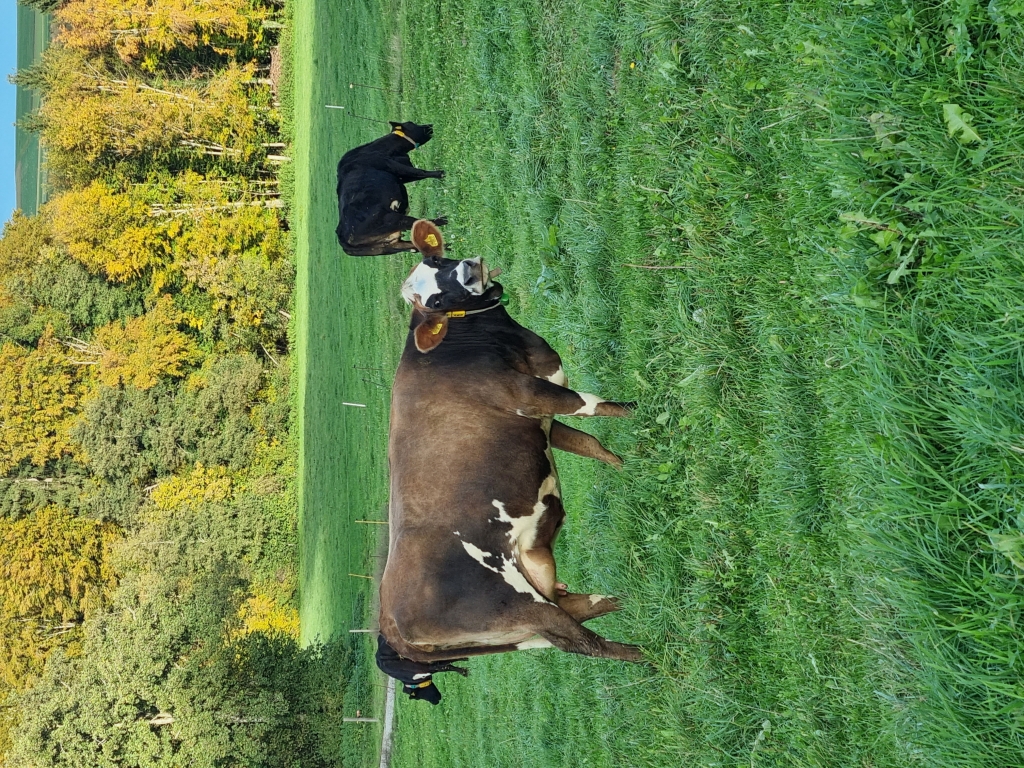 Notre vache fétiche, Ligie